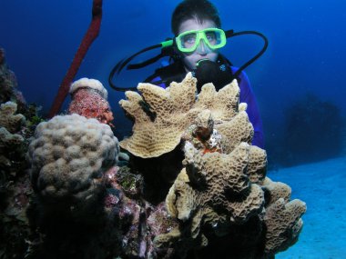 Young male scuba diver near coral head clipart