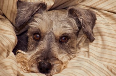 Miniature schnauzer bundled in a blanket clipart