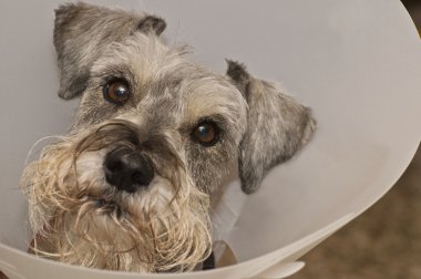 Sick dog in a elizabeathan collar clipart