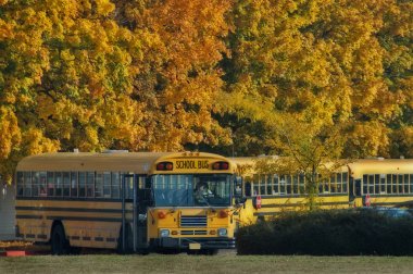 School bus line up on a fall day clipart