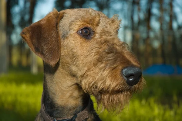 Airedale terrier ritratto — Foto Stock