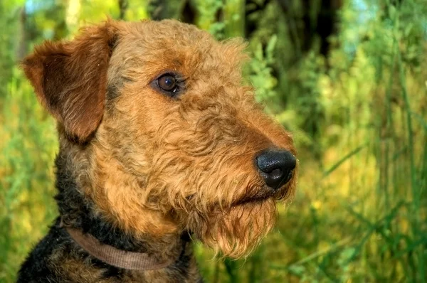 Airedale terrier profil porträtt — Stockfoto