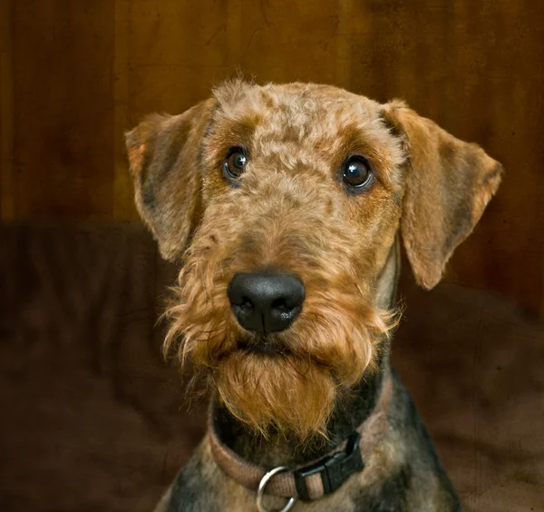 Guilty looking airedale terrier dog — Stock Photo, Image