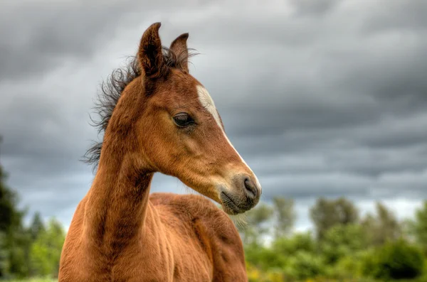 Baby brown bay horse — Stock Photo, Image