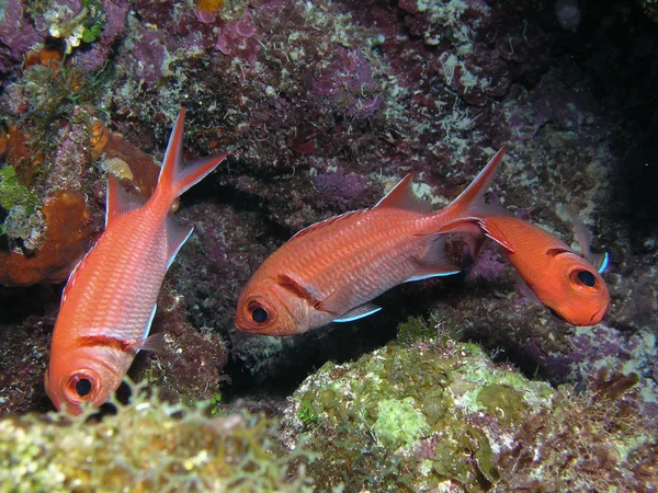 Tre pesci danzanti — Foto Stock