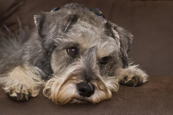 Обеспокоенная миниатюрная шнауцеровая собака лежит — стоковое фото