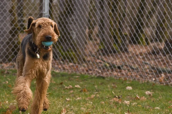 Prancing airedale terrier dog with a ball in his — Stock Photo, Image