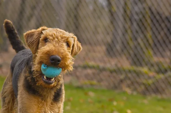 Oynak airedale terrier köpek ağız içinde topu ile — Stok fotoğraf
