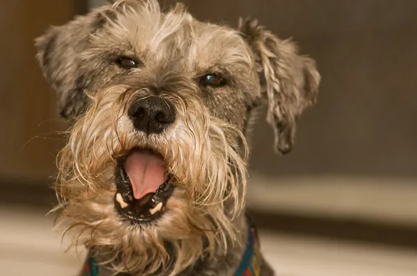 Pies Sznaucer miniaturowy ziewanie — Zdjęcie stockowe