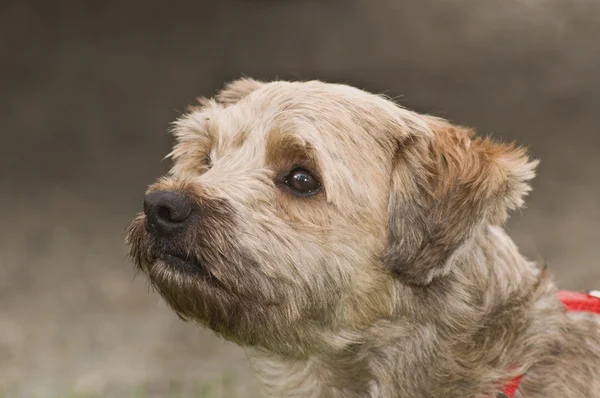 Mieszane rasy Cairn terrier — Zdjęcie stockowe