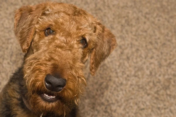 Airdale terrier gülümseyen köpek — Stok fotoğraf