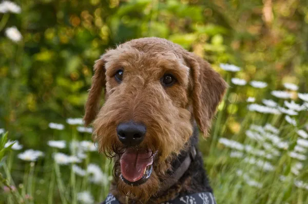 Airedale Terrier dog outdoors in a field of flow — Stock Photo, Image