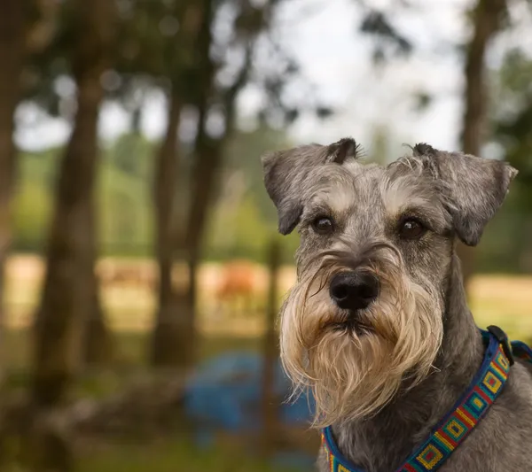 Dvärgschnauzer hund utomhus — Stockfoto