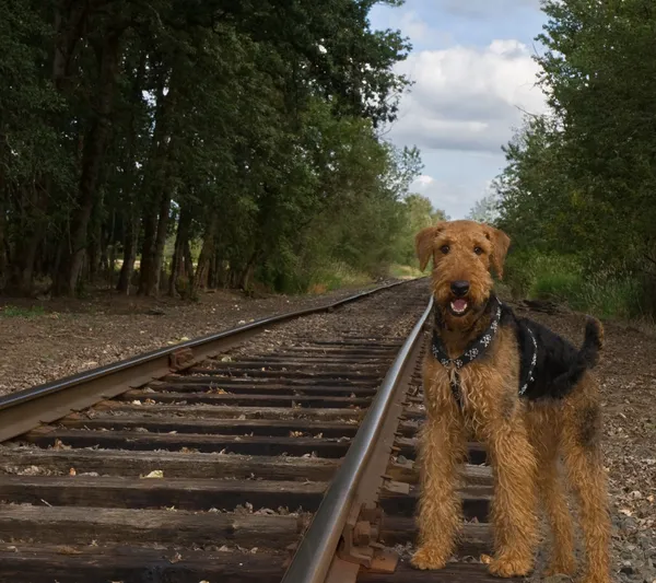 Pies stojący przy drodze kolejowej utworów — Zdjęcie stockowe