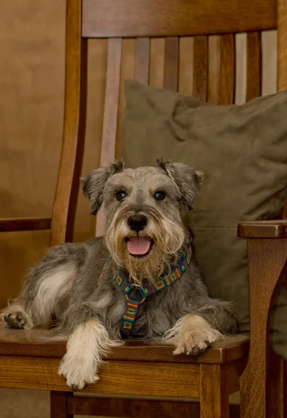 Pies Sznaucer miniaturowy na krzesło — Zdjęcie stockowe