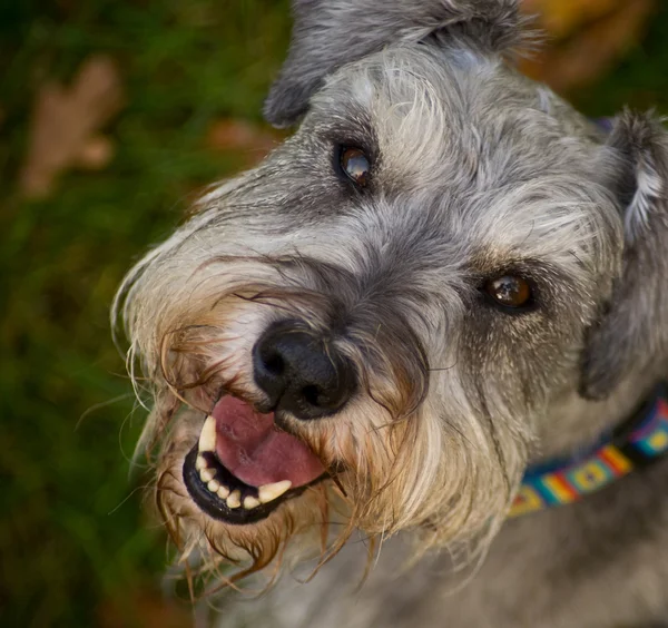 笑顔、幸せな犬をクローズ アップ — ストック写真