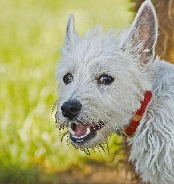 Västra hög mark terrier hund utomhus — Stockfoto