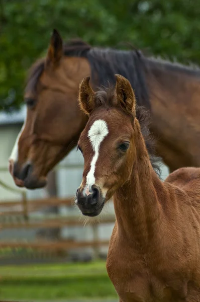 Мать-лошадь и младенец-жеребенок — стоковое фото