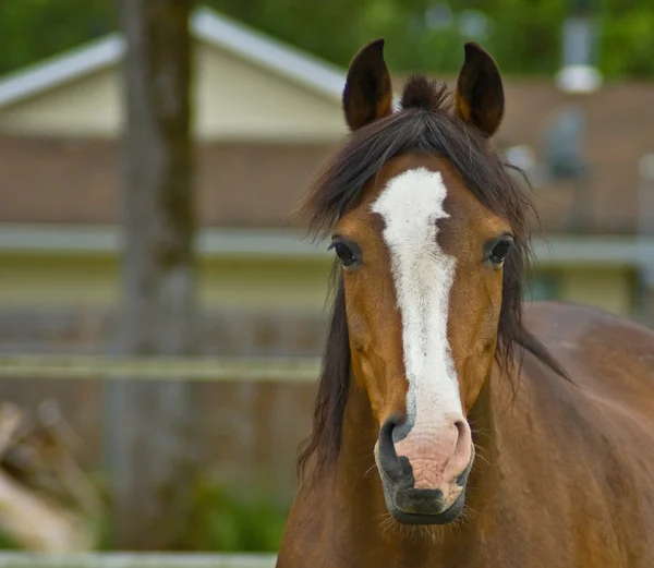 Bruin paard van het kwart close-up — Stockfoto