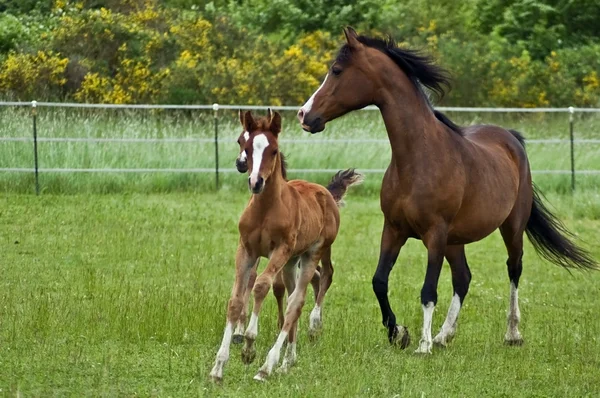 Vágtató ló család — Stock Fotó