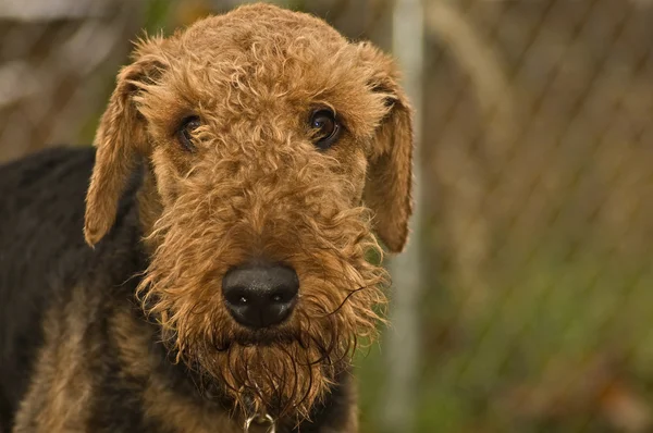 Bad Airedale Terrier Dog — Stock Photo, Image