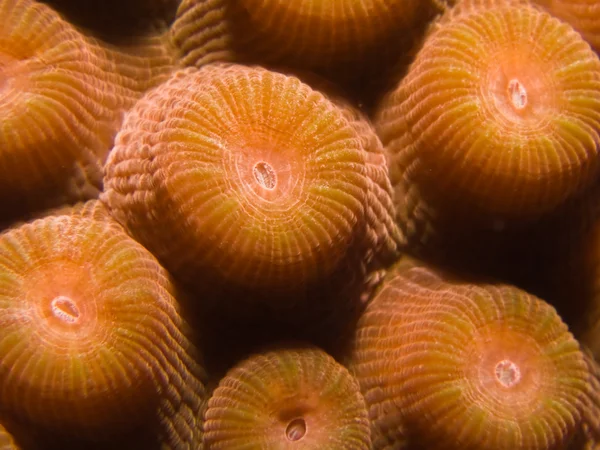 Коралловый макро — стоковое фото