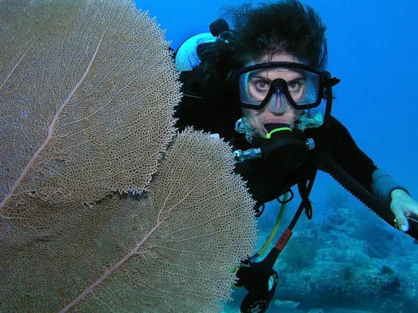 Прыгун с акваланга по коралловым фанатам Стоковая Картинка