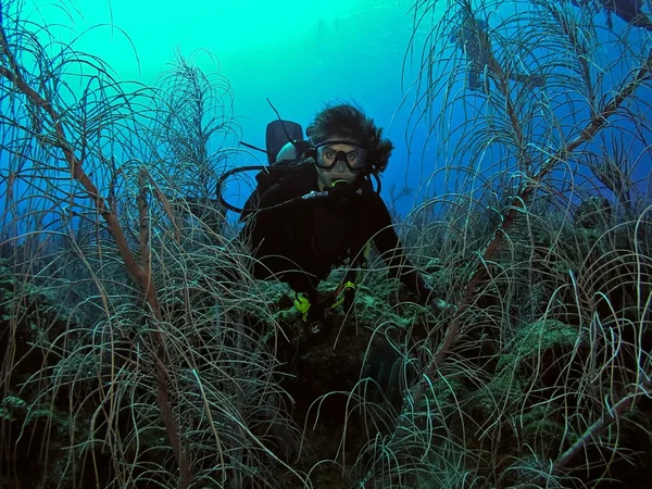 Donna subacquea circondata da marin subacqueo Foto Stock Royalty Free