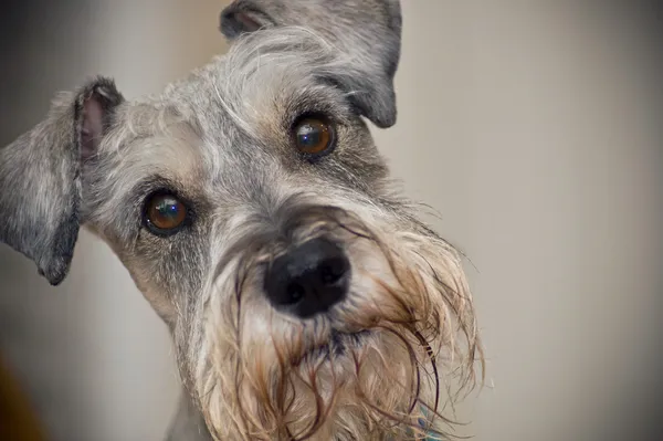 Miniatura perro Schnauzer con ojos marrones Imagen de archivo
