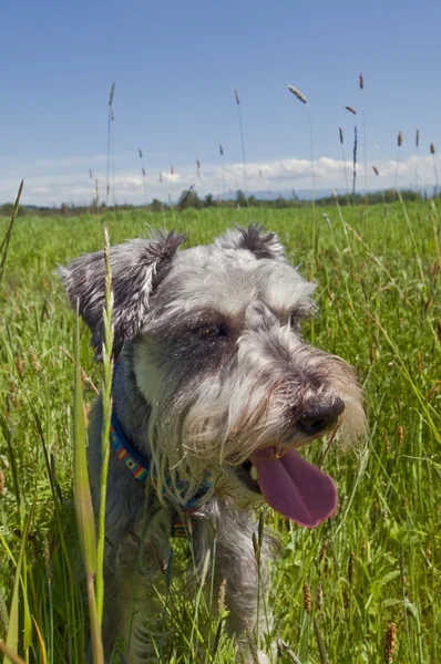 Miniatura schnauzer perro jadeando en un prado herboso Imágenes de stock libres de derechos