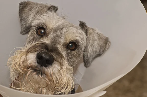 Nemocný pes v elizabeathan límec Royalty Free Stock Obrázky