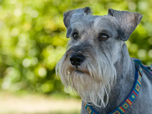 Мініатюрний портрет собаки шнауцера Стокове Фото