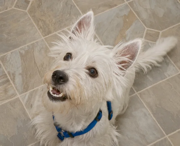 West Highland Terrier Dog seduta Immagini Stock Royalty Free