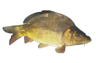 Lively big carp clipart