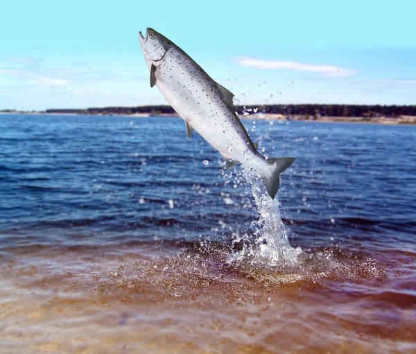 Вистрибуючи з водяного лосося — стокове фото