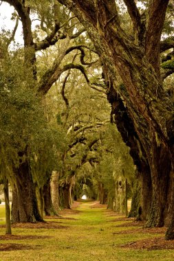 Oak Tree Avenue clipart