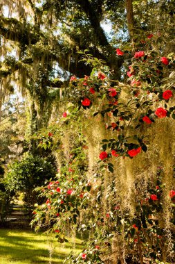 Roses on Spanish Moss clipart