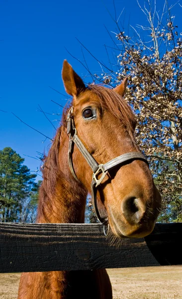 Horse at Rail Fence — Stock Photo, Image