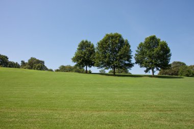 Trees on Hill in Park clipart