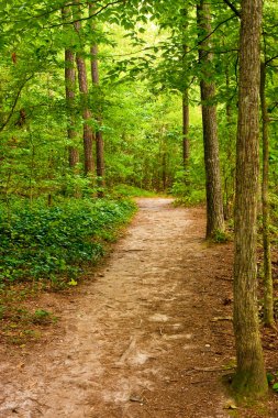 Dirt Trail Through Trees clipart