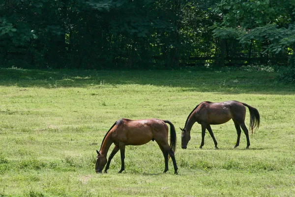 Két ló eszik fű — Stock Fotó
