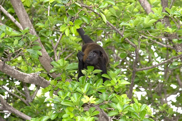 ลิงหมาป่า — ภาพถ่ายสต็อก