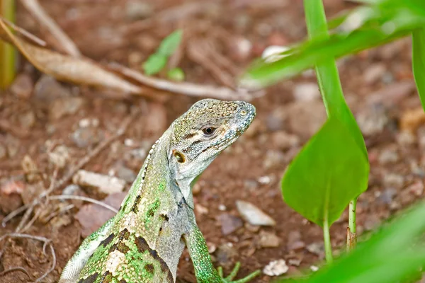 Iguana verde mirando hacia atrás — Foto de Stock