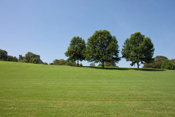 Bomen op heuvel in park — Stockfoto