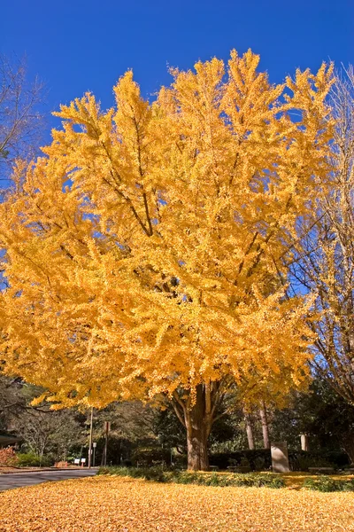 Sárga fa őszi — Stock Fotó