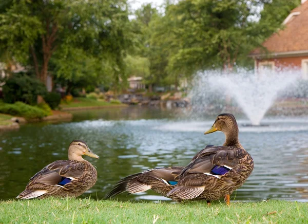 Patos junto a la fuente del lago — Foto de Stock