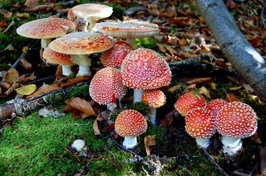 Poison red mushrooms clipart