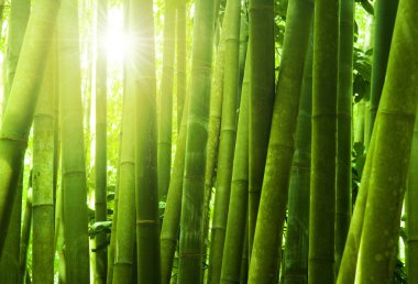 Bambu ormanı.