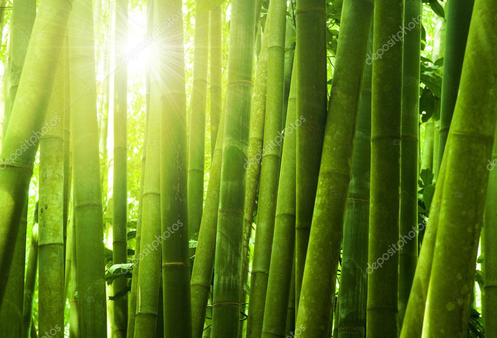 Bamboo. Green bamboo forest. Bamboo stick. bamboo background Stock Photo