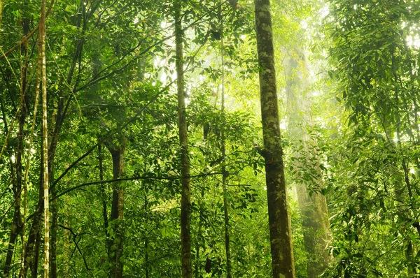 Floresta verde . — Fotografia de Stock